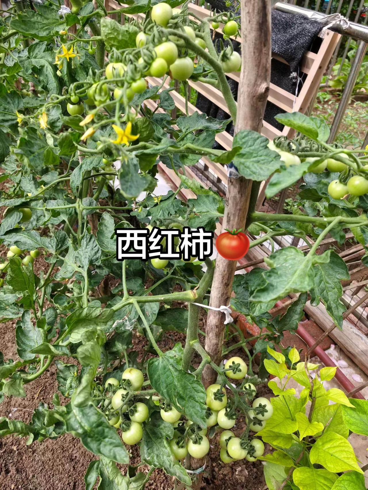 西红柿🍅