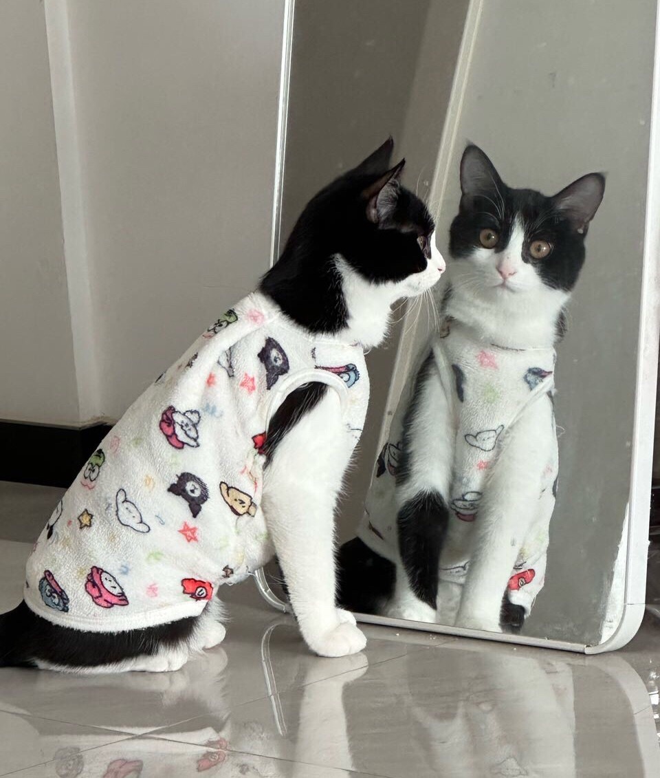 别通过直视镜子直视我！daily奶牛猫 （投稿：） 