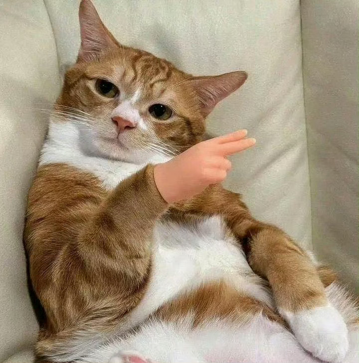 猫咪：找我什么事？ ​ ​​​