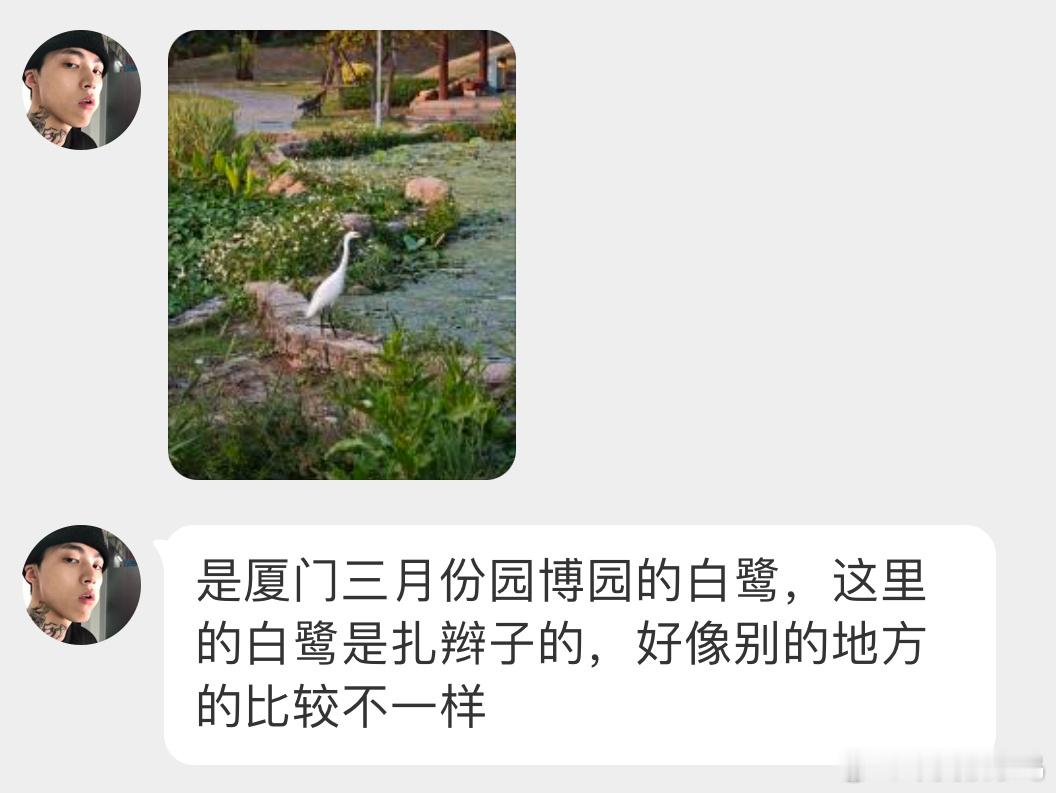 鸟粉投稿 夕阳下的【小白鹭】气质看着是比某鹭优雅些许🙊图2像转身背手的干部哈哈