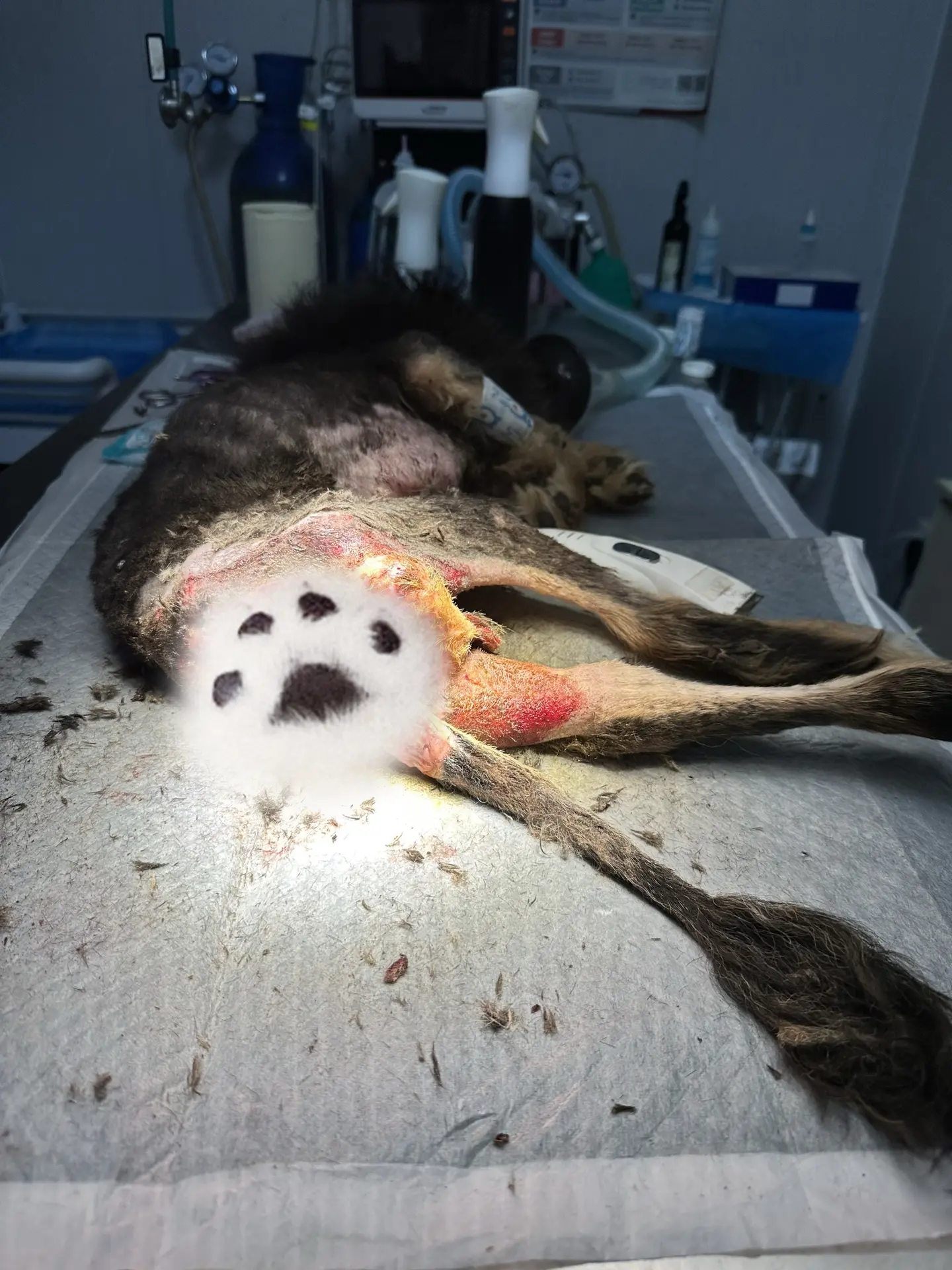 会有人愿意帮帮这只可怜的小狗狗吗？