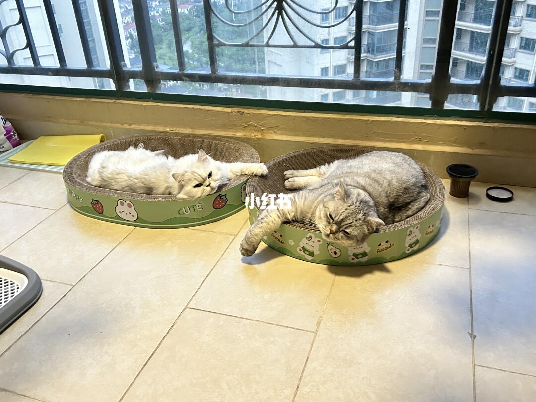 神仙友谊的具象化！！！🐈