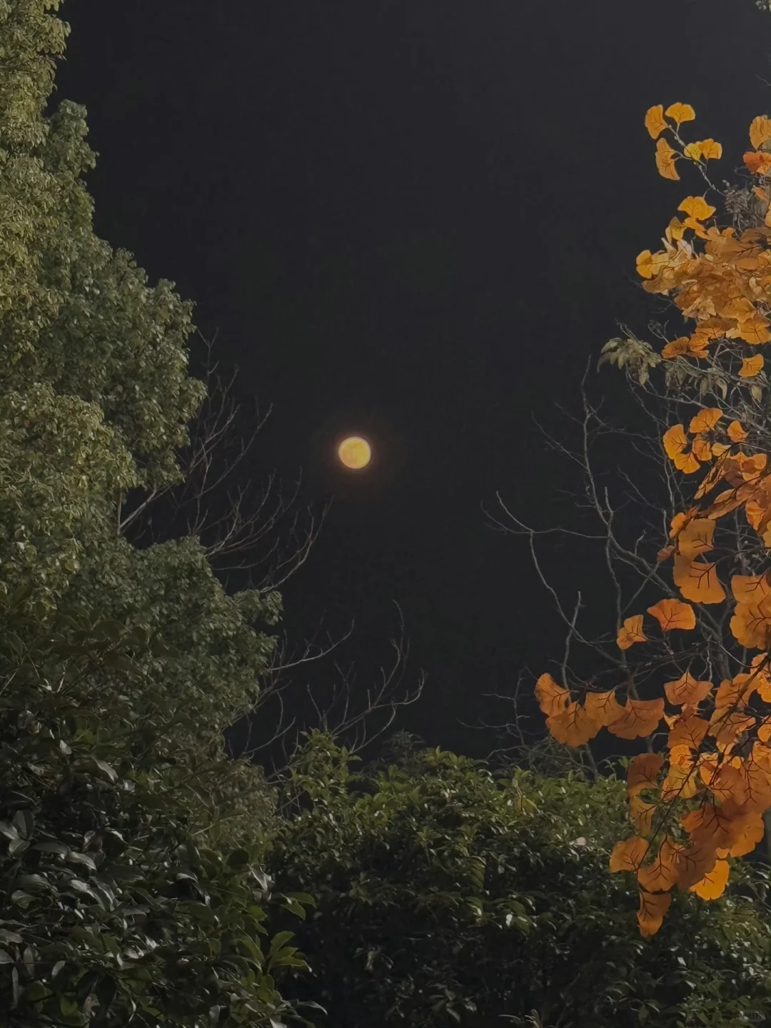 鞠婧祎|露芜衣片场记录 ​​​