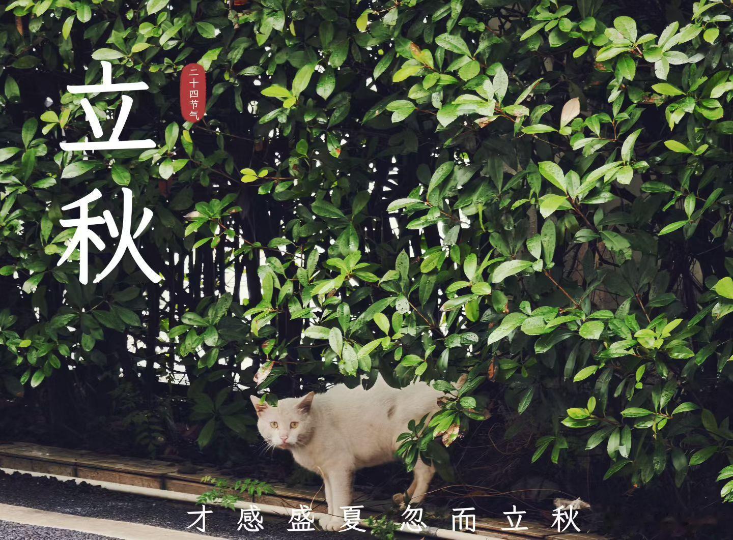 早安你已连续早安问候3316天，昨晚睡了7小时56分钟。立秋暑意尚存，立秋已至。
