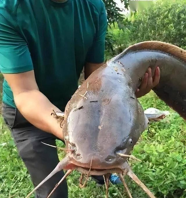 别做梦在北方养埃及塘鲺了，这纯属是嫌钱多没处花。这鱼在南方早就臭名昭著，因为耐脏