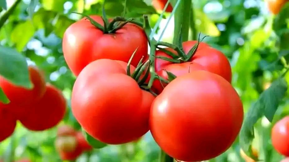 反季节蔬菜吃了等于白吃？别被谣言骗了！


冬天买到的西红柿总觉得没夏天香，大棚