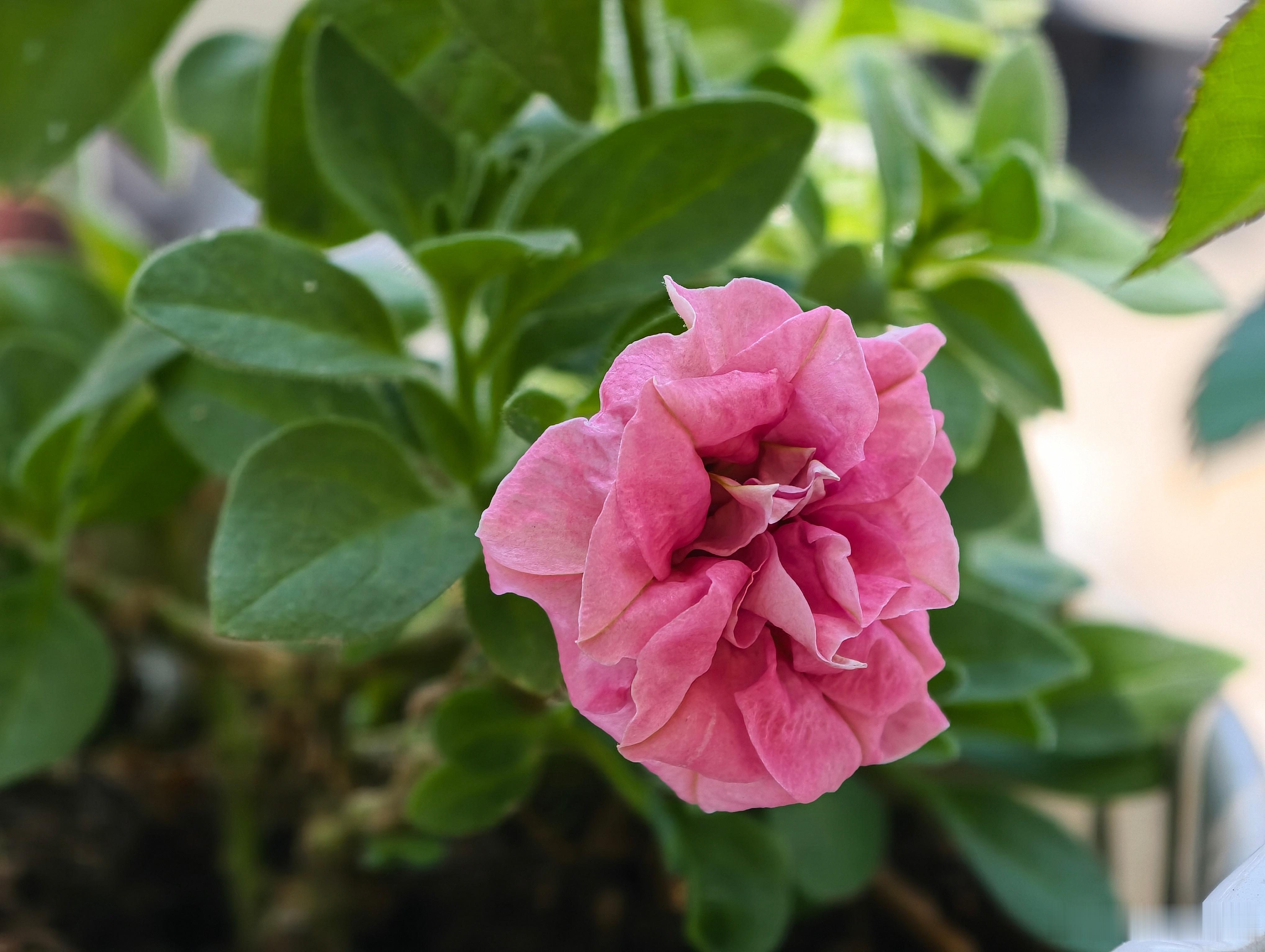 第一次养没想到开出来花很漂亮。🌸重瓣矮牵牛（正式名：碧冬茄）花语：安全感、与你