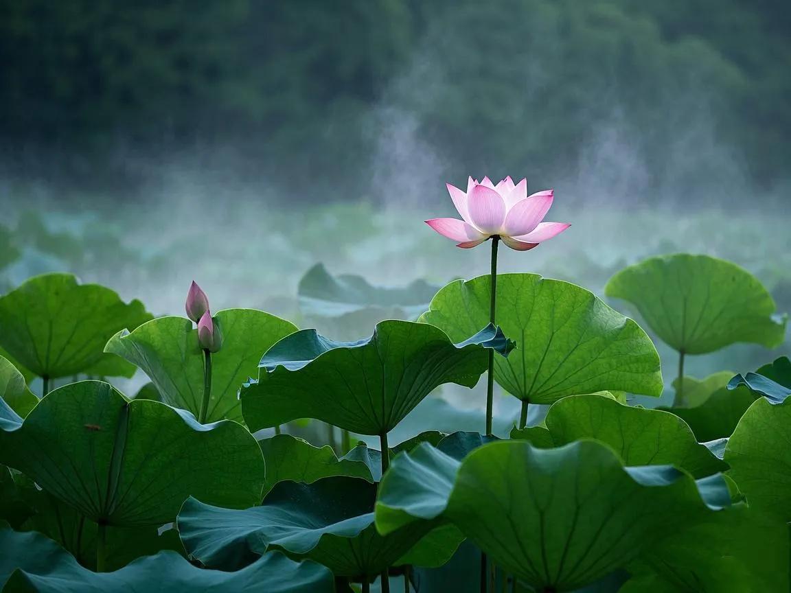 上联：几缕晓烟笼碧荷
下联：[火炬][火炬][火炬][火炬]