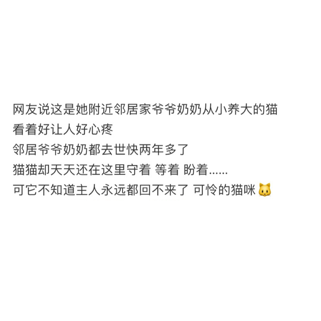 小猫不懂什么是离开，它以为等下去主人就会回来[泪] ​​​