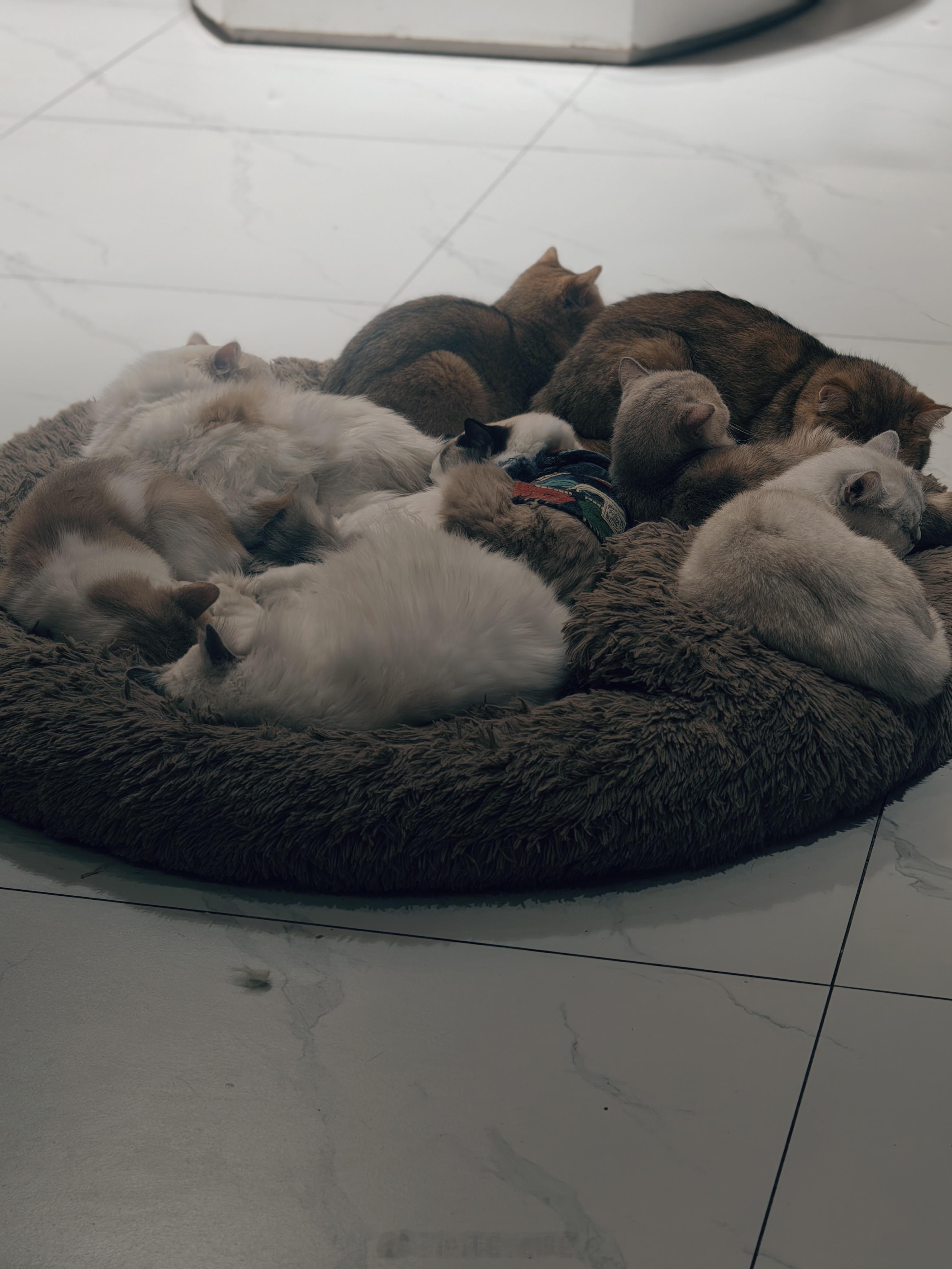 连猫咪都知道要抱团取暖