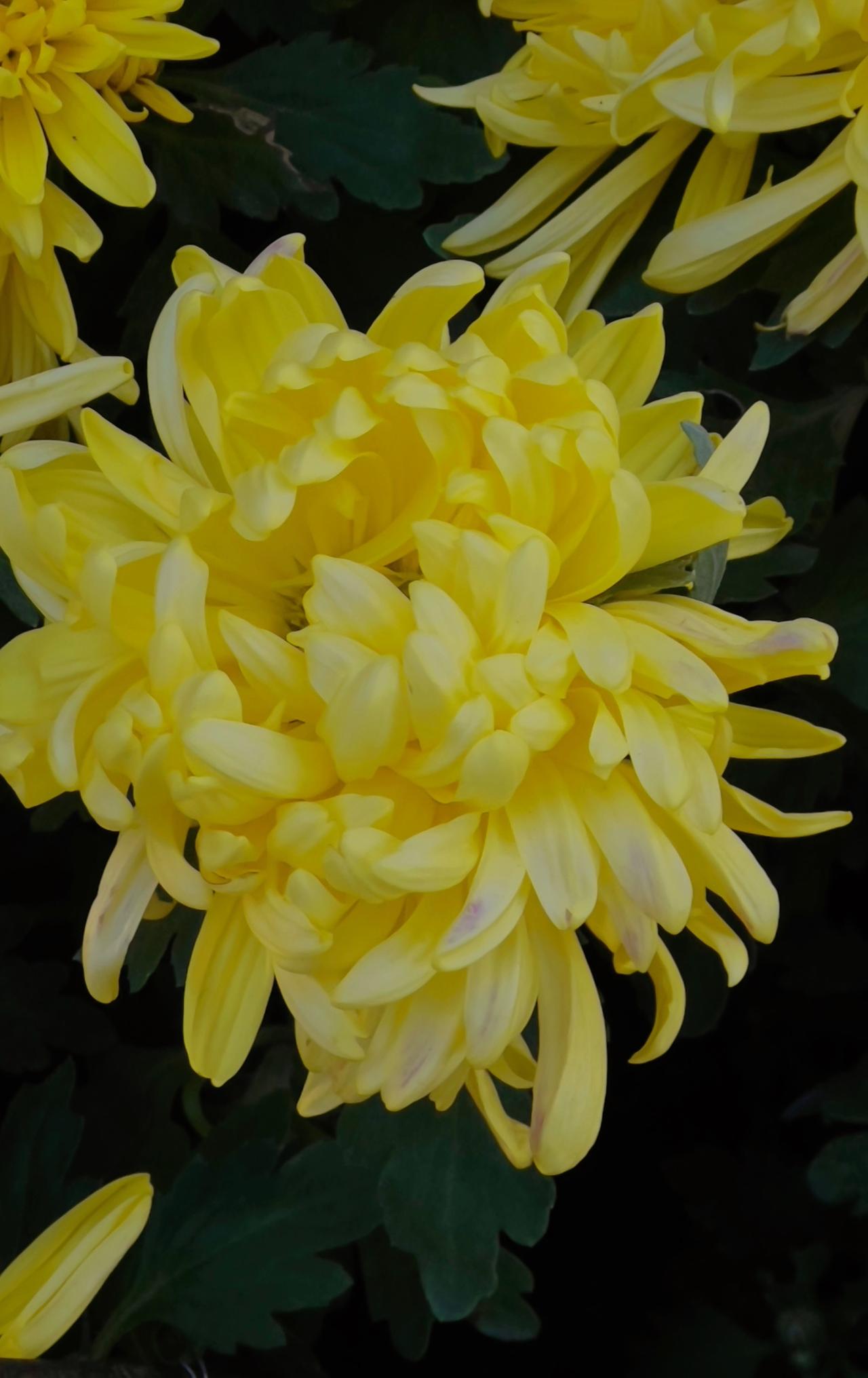 分享漂亮的菊花