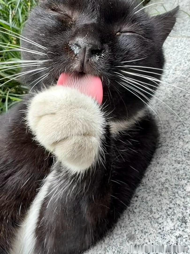 50223【丑猫】远看丑小猫，近看小猫丑。果然小丑喵，小猫果然丑。 