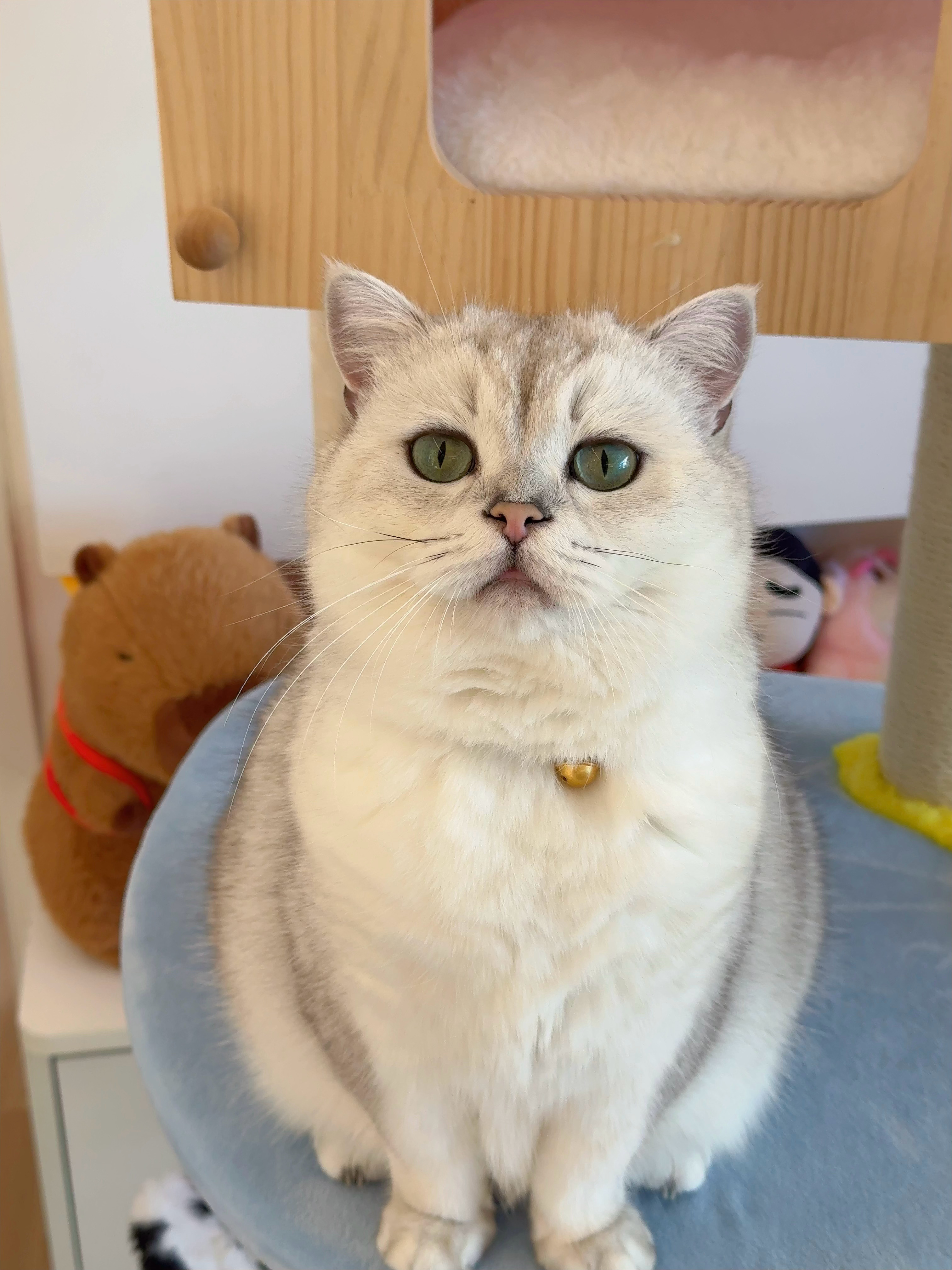 天塌下来有小猫们的妙脆角顶着[爱慕] ​​​