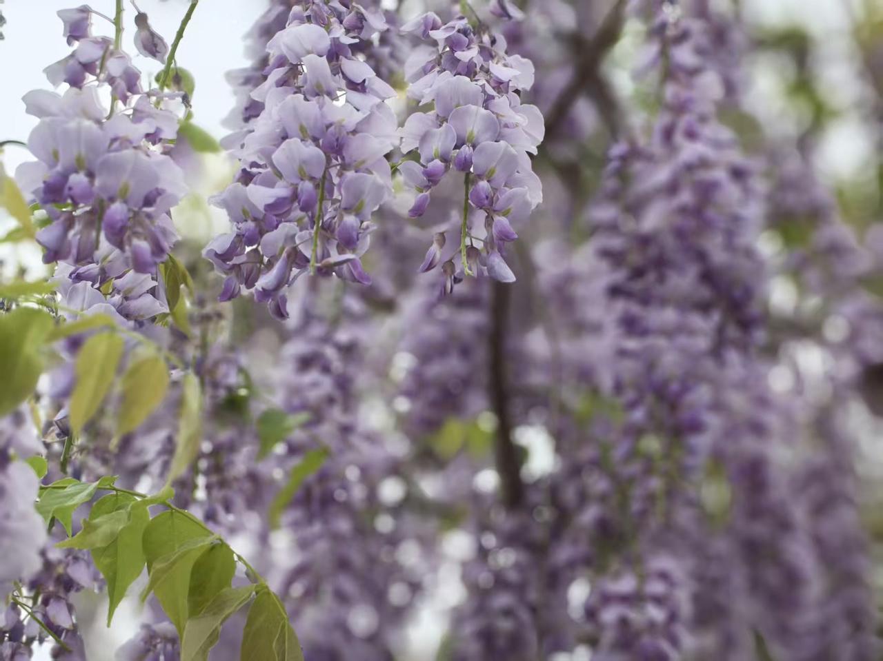 把春天过成喜欢的样子，清新春装、碎花小物、氛围感春日照都超有仪式感，来晒晒我的春