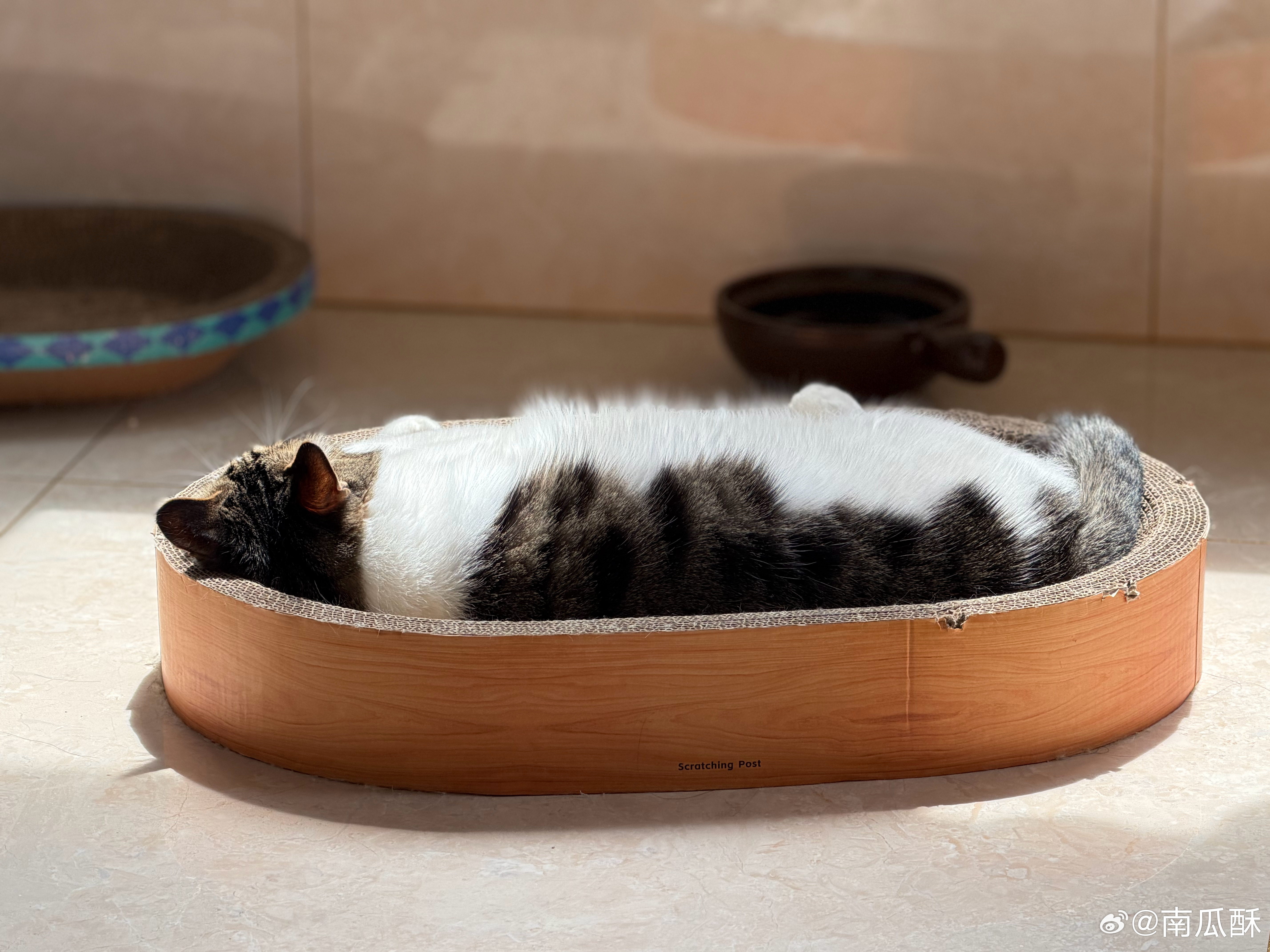 狗蛋日常 不知不觉我都复活一个月了时间飞逝啊