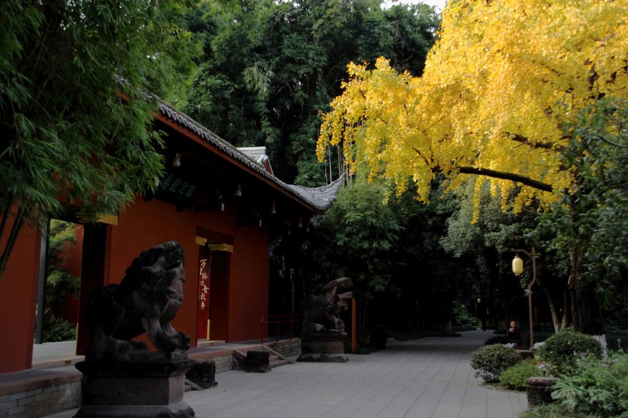 【望江楼公园银杏随拍】20241207

    从川大校园出来，进了旁边的望江