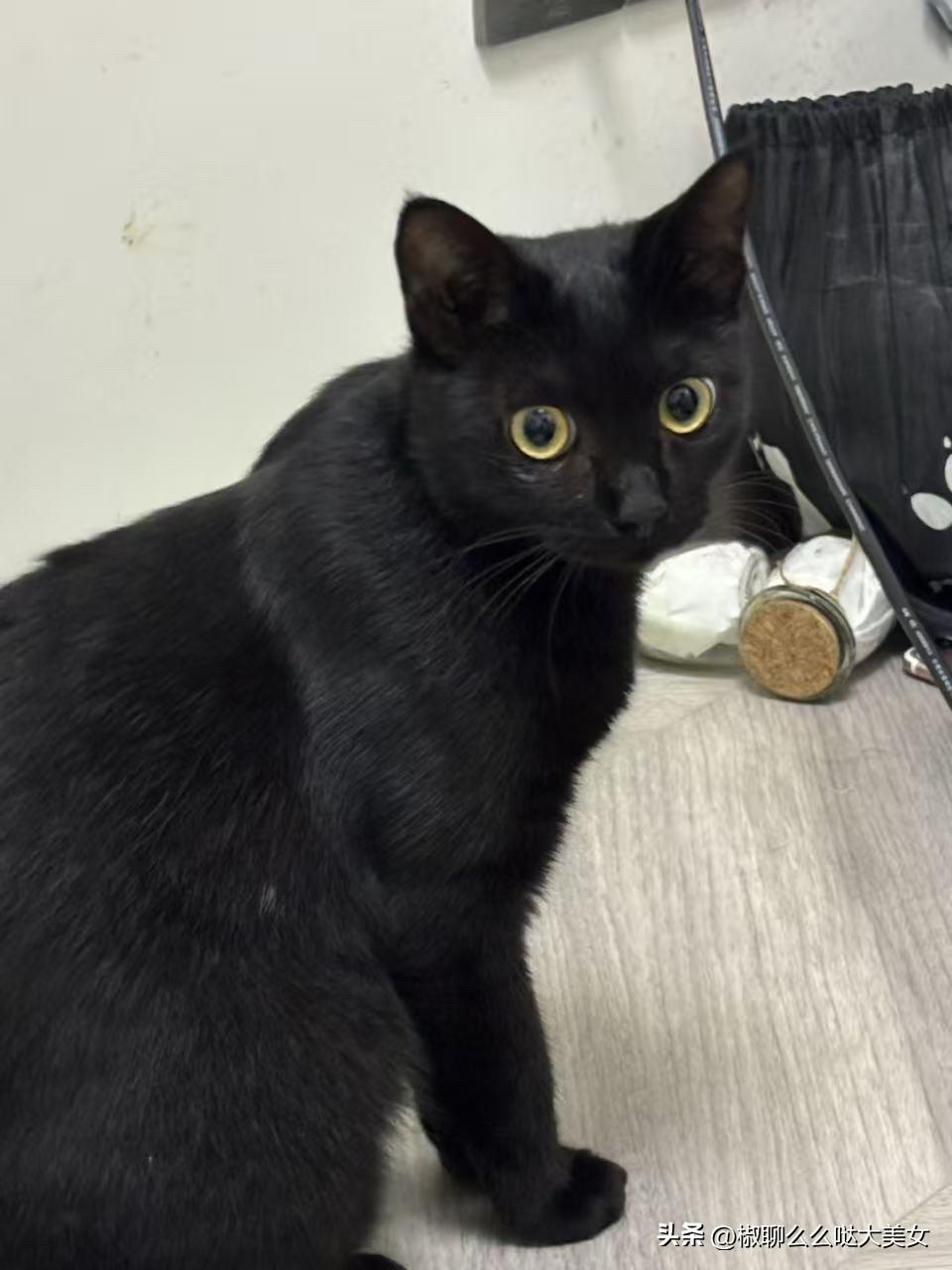 分享一张随手拍下的猫咪