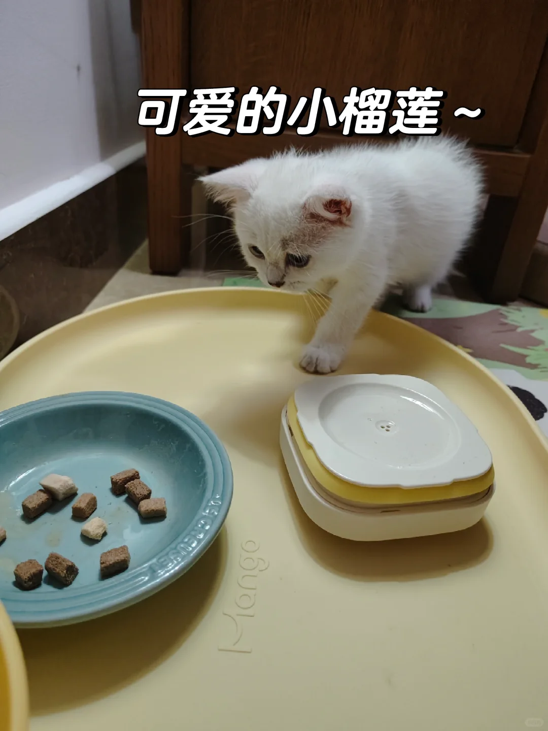白嫖了一大堆猫猫饭！！