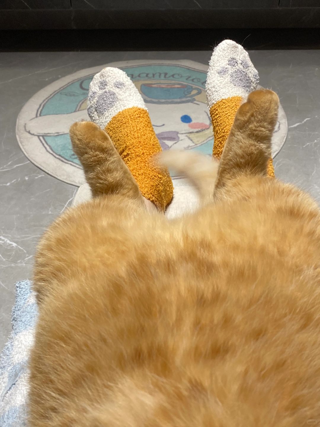 我有两只猫🐱