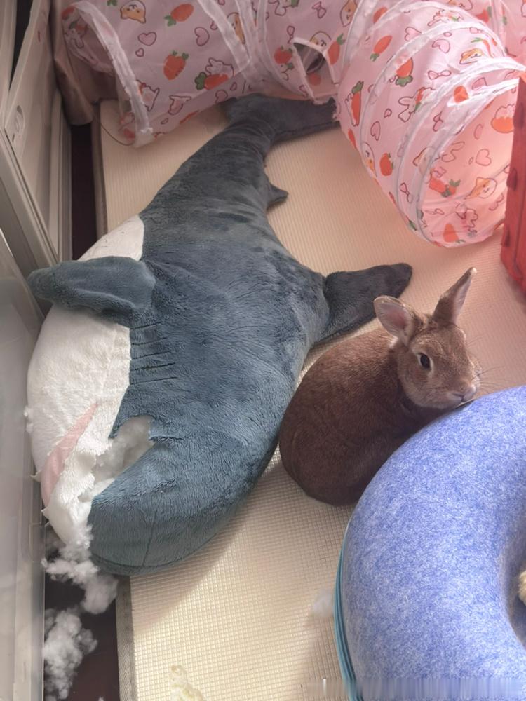 13691🐇【心灵丑】罪犯往往会回到犯罪现场与受害鱼共眠 