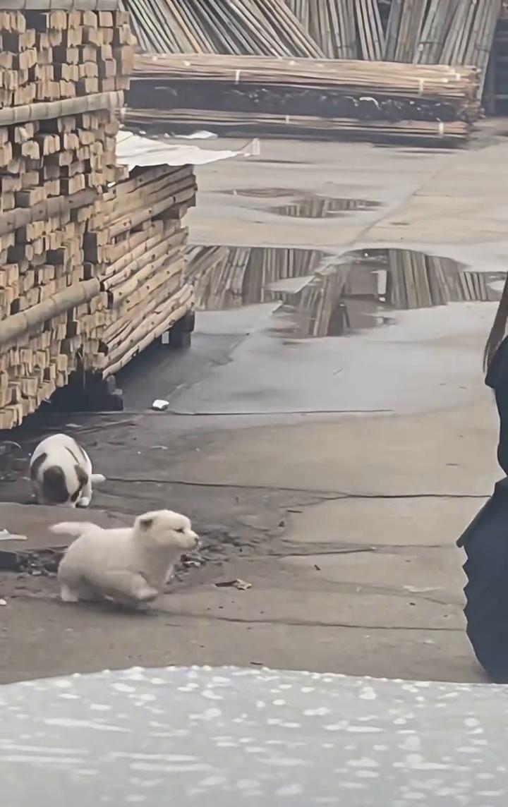 这小狗太可爱了。