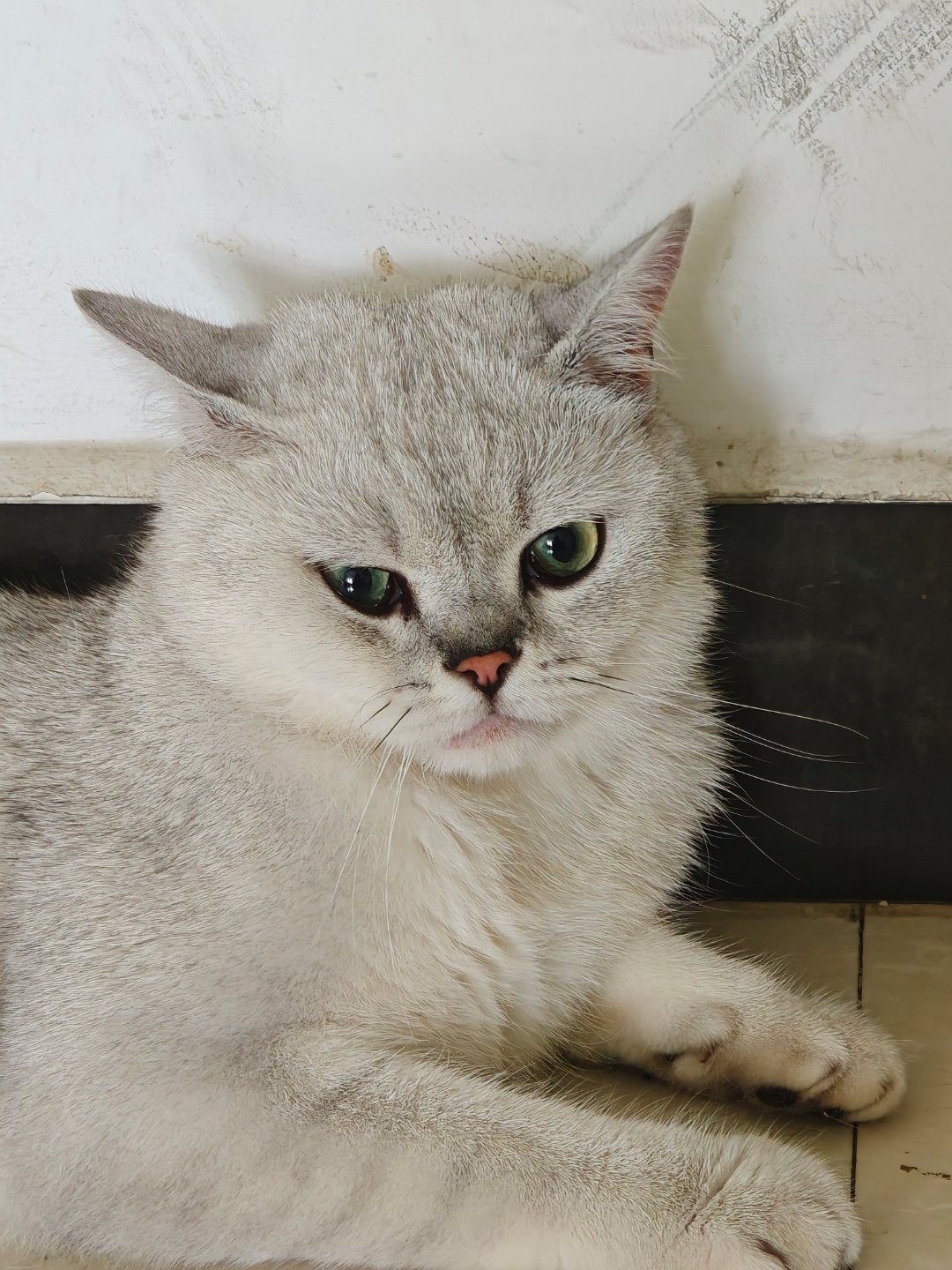 想我的小猫🐱我要回家