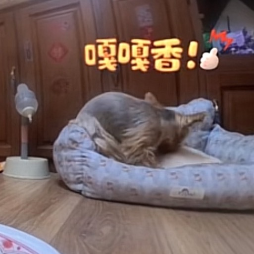 檀小呆堂食，檀力球打包 