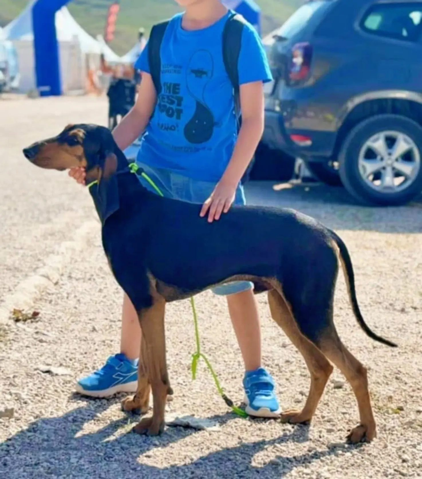 意大利猎犬segugi赛古吉