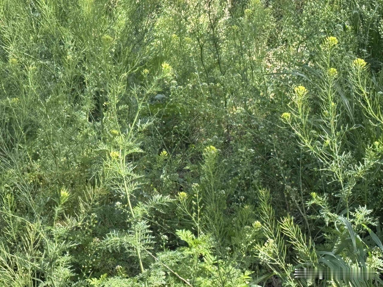 今天看见地里边长了两种东西，一种看见像油菜，另一种不知道是什么。
第1种，这个，