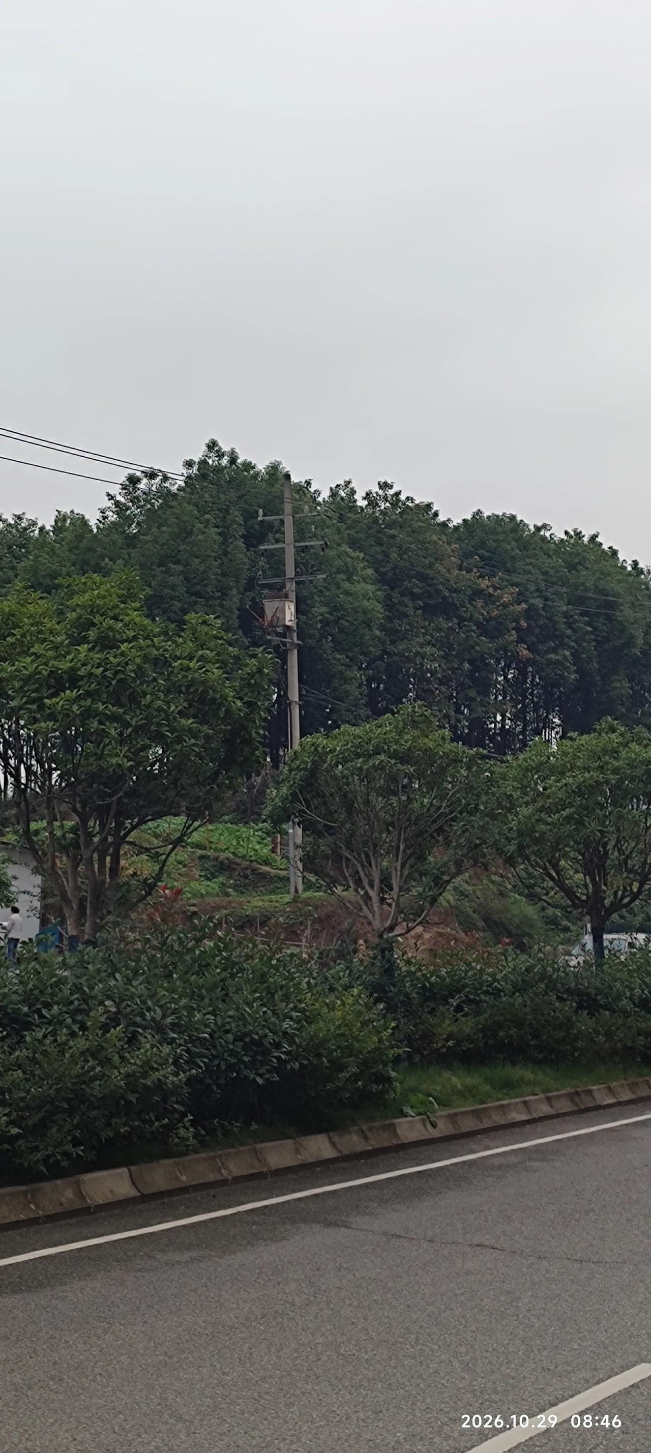 乡间大路旁，绿树葱葱，电线杆静静立在坡上。满眼青翠，安安静静，这就是咱们乡下平常