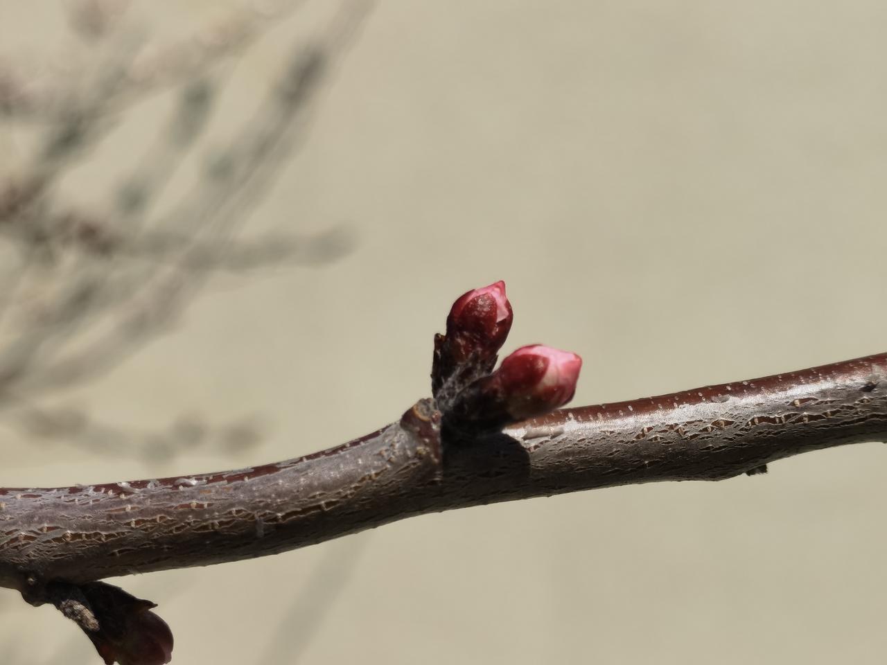 院墙外的树把花开进了院子里