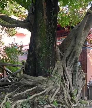 福建晋江市境内有一座山″紫帽山″，它还有一个非常浪漫的别名，叫″爱情山″。

相