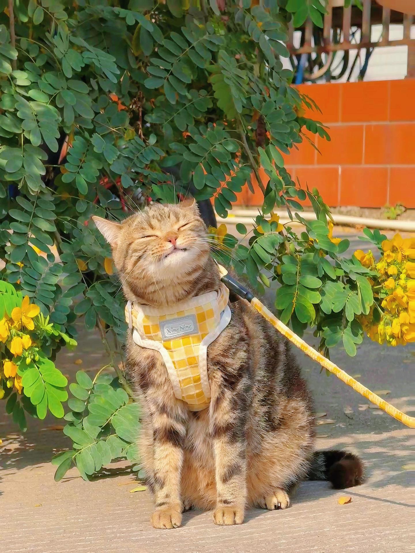 这小猫咪也太太太太惬意了吧。帮我上班吧