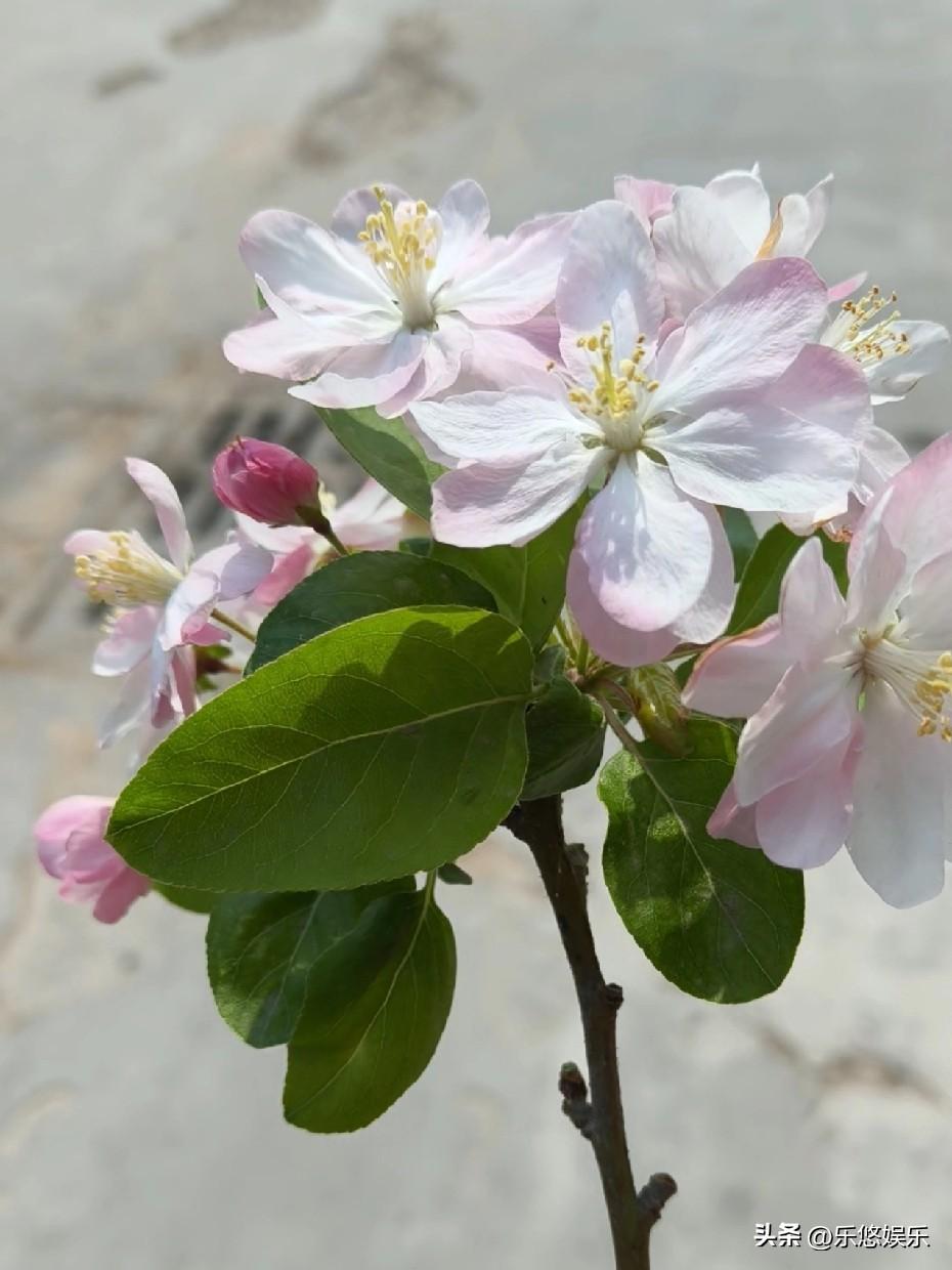 今年春天最想实现的心愿我今年春天的愿望就是接地气：我想把阳台的空花盆都种满番茄，