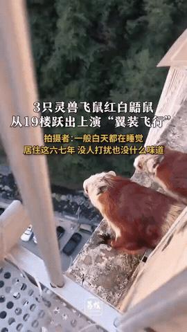 解释不清了！陕西安康，男子在阳台，偶然瞥见窗外有三只红色的老鼠，他还没来得及细看