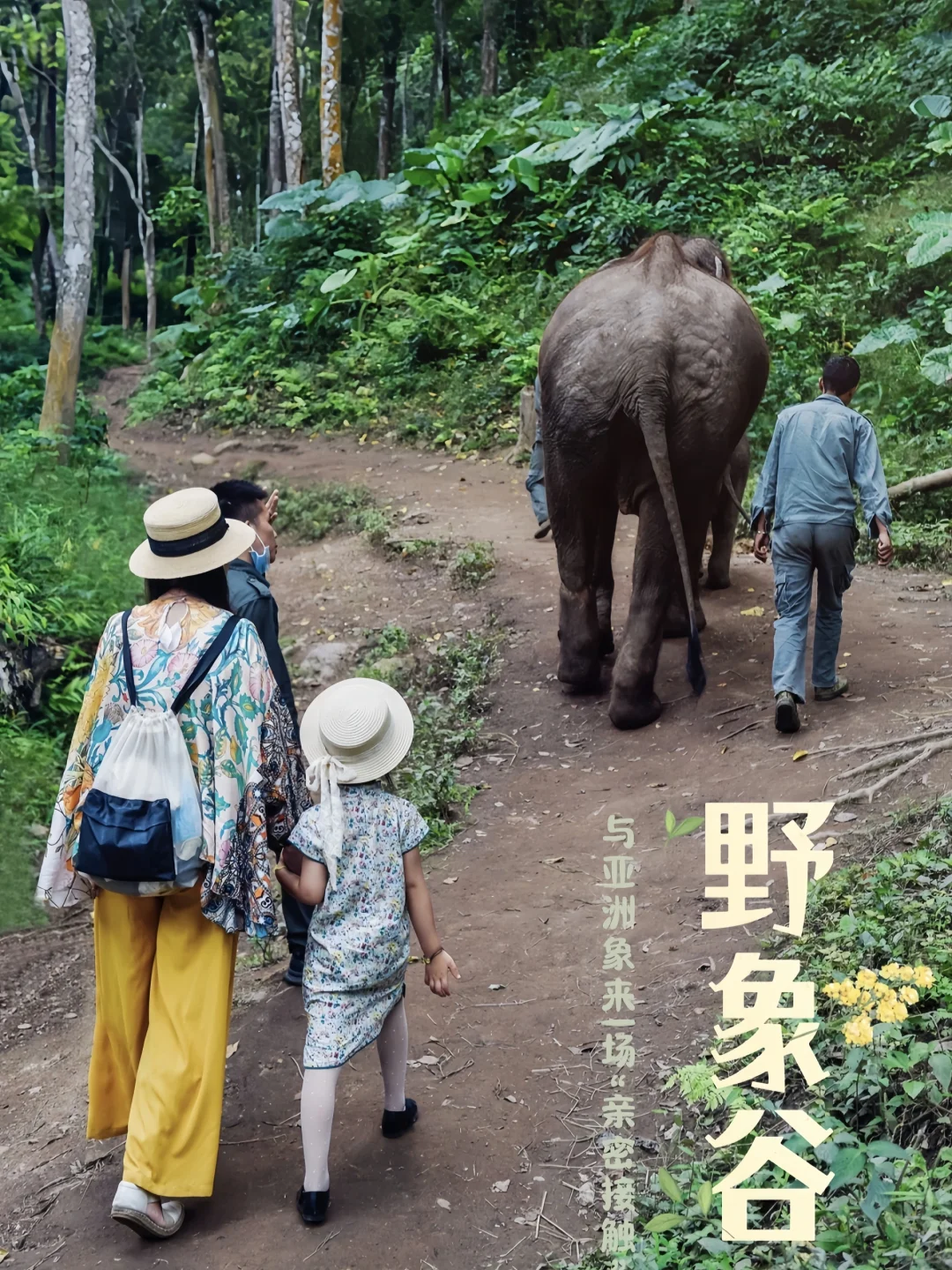 原来大象🐘的触感是这样的🤭
