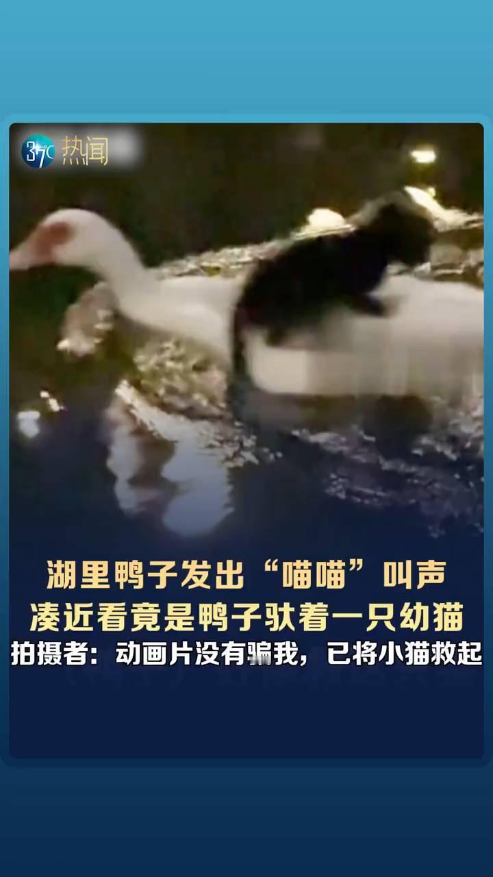湖里鸭子发出"喵喵"叫声，凑近看竟是鸭子驮着一只幼猫。
长江日报。
近日珠海，这