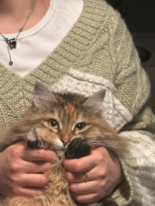 小猫咪有什么坏心思呢！