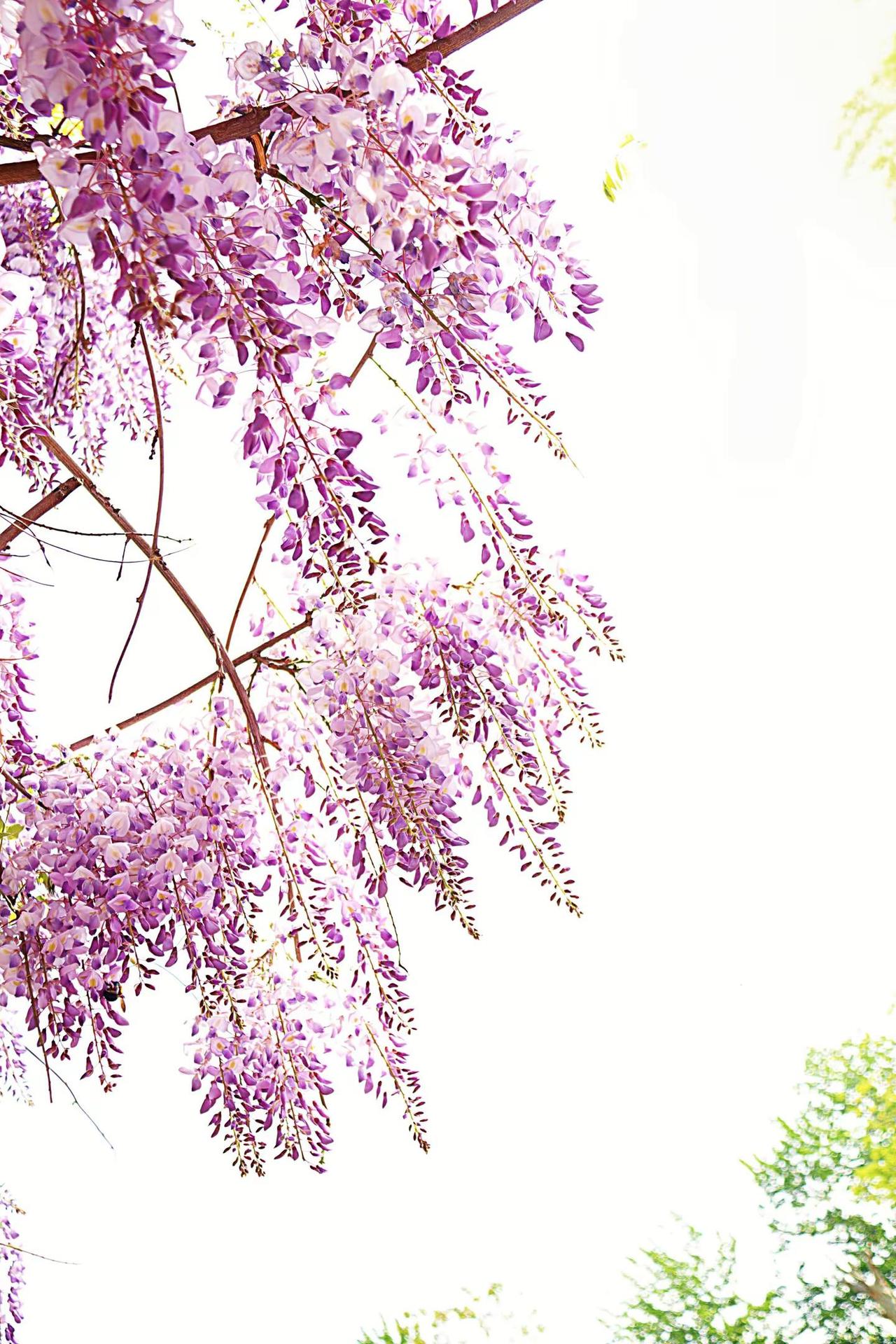 春色。原创作品 紫藤花背景 紫色花树背景 紫藤树景观