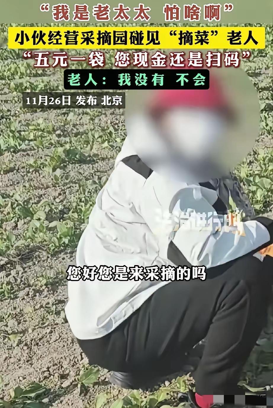 北京一小伙在自己经营的采摘园里碰见了一位老太太在偷摘自家的的菜，就上前询问老太太