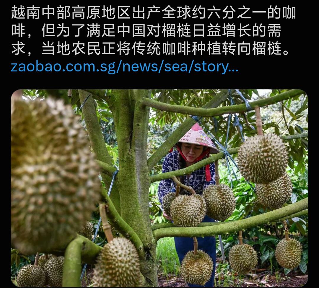 媒体报道：越南中部高原地区出产全球约六分之一的咖啡，但为了满足中国对榴梿日益增长