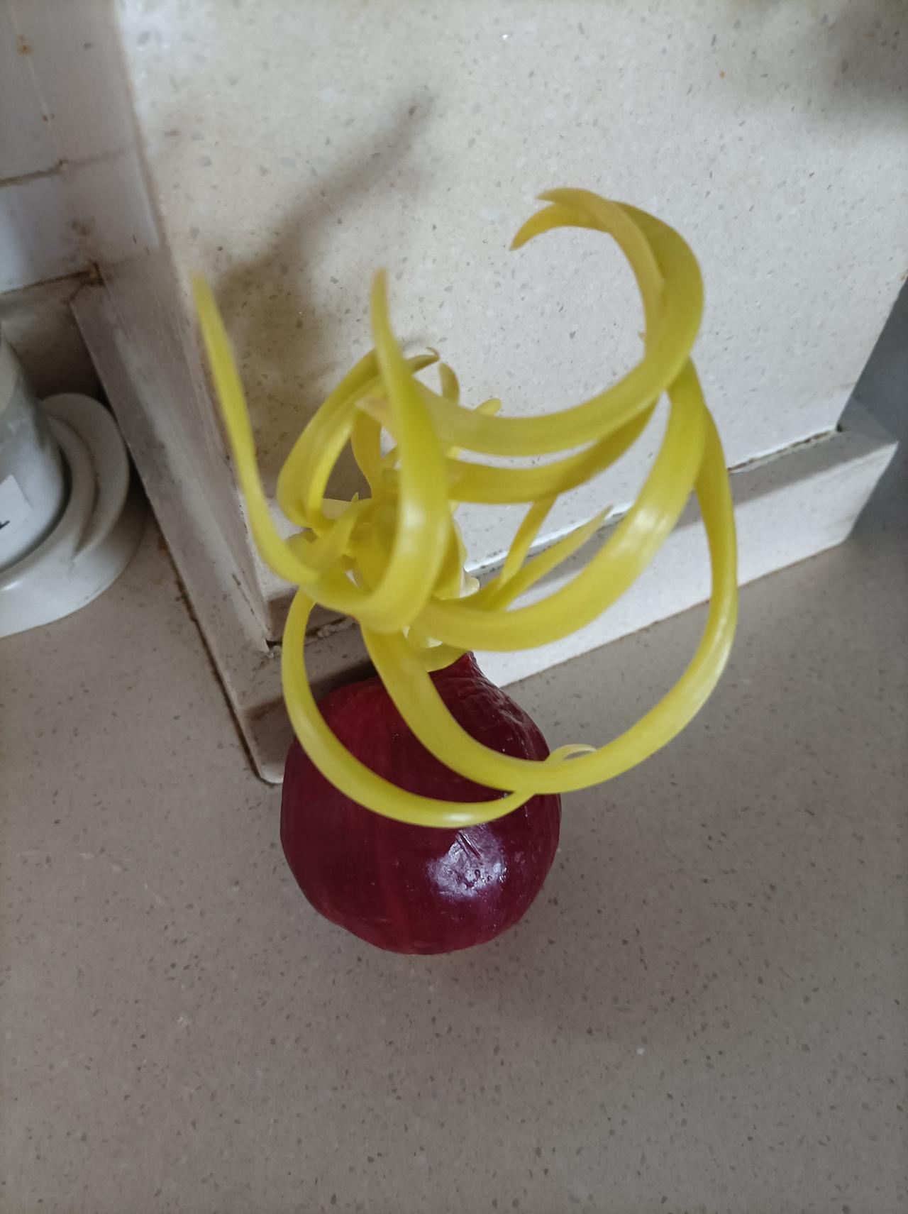 随手拍张照清理冰箱，找出来这样一棵洋葱，买了好多日子，在保鲜袋子里它居然发芽长成