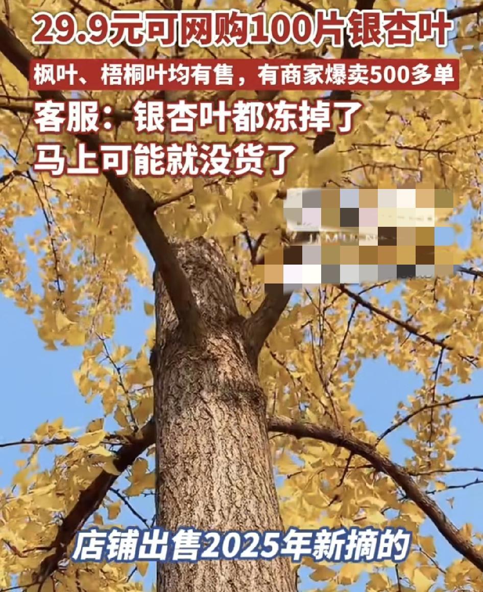 近日，网络二手平台有来自北京、山东等多个地方的商家出售。2025年新摘的银杏叶，