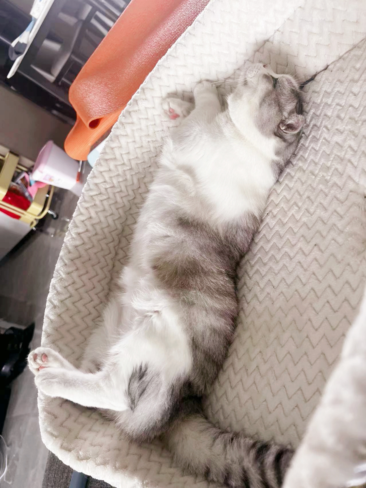 你们觉得小猫是没有起床气还是喜欢人类呢？为什么它们睡觉的时候吵醒它们它们反而会打