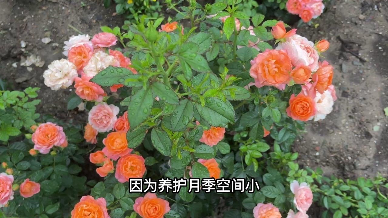 🌸家庭养月季花的养护空间有限，如何控制月季株型

🌿控制月季株型的方法：
1