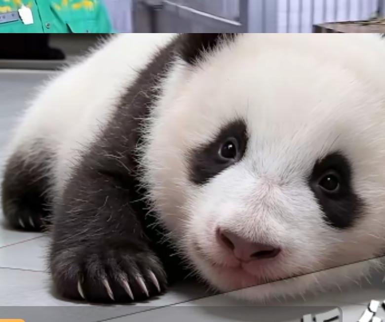 看看福宝福公主这个漂亮的小四妹
她的小鸟眼跟福宝一模一样
知道姐姐过生日
她把头