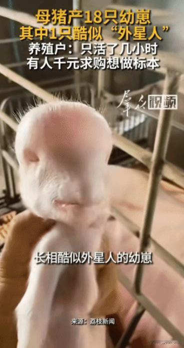 “大开眼界!” 河南，男子家里母猪生下18只猪崽，男子开心不已，哪料，转头惊讶发