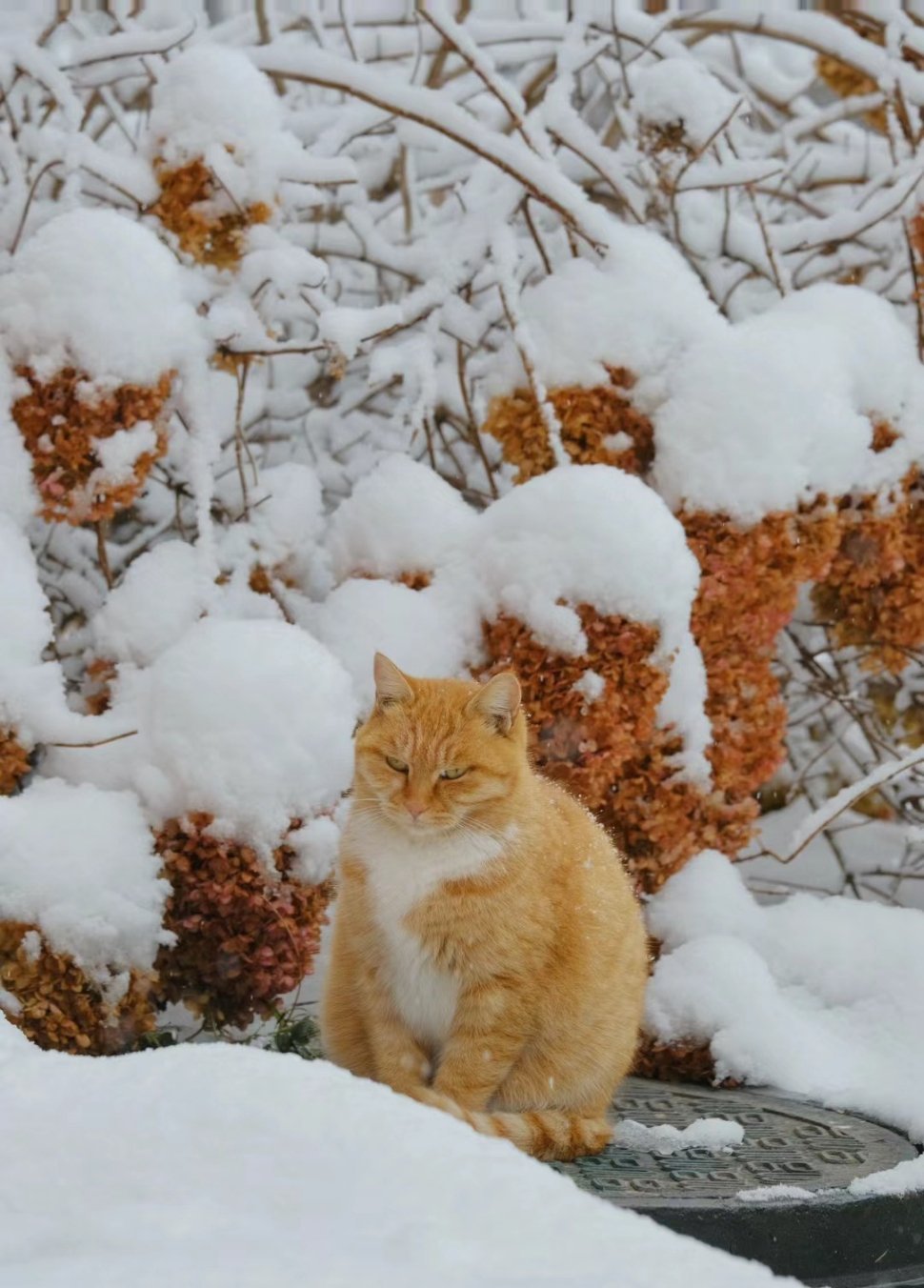 冬天对每一只小流浪来说都是一场艰巨的考验雪天看到流浪猫狗的时候总会心软，总会尽力