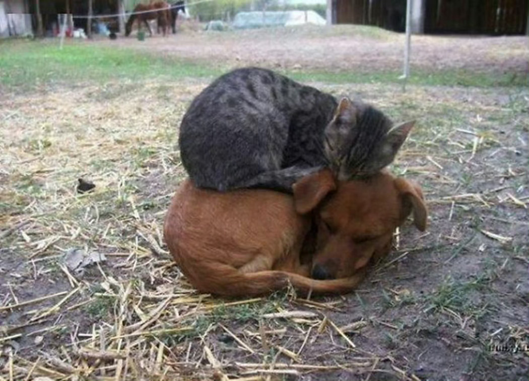 猫咪：金窝银窝不如自己的狗窝[抱一抱] ​​​