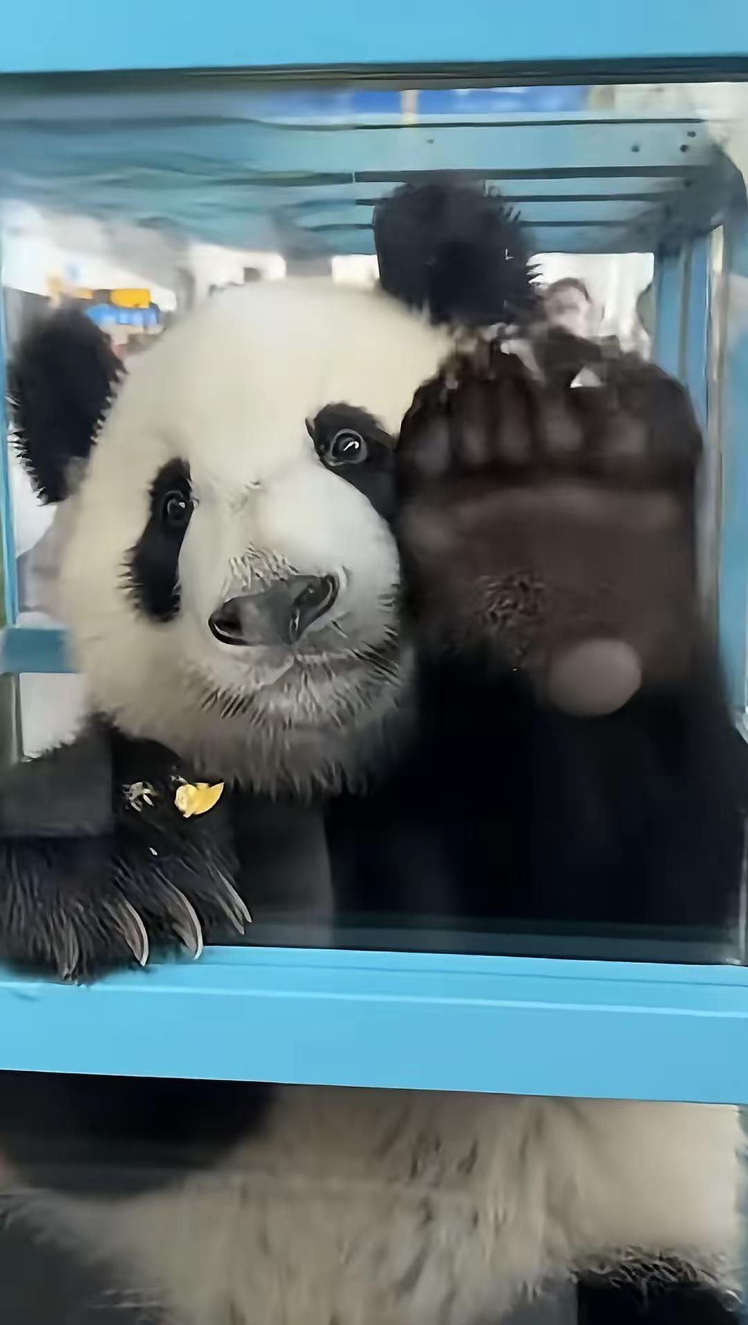 有骨气的“猫”
 
1月27日，装载“晓晓”和“蕾蕾”的卡车从上野动物园出发前往